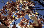 Magnolienblüten (Magnolia) - Osnabrück