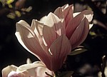 Magnolienblüte (Magnolia) - Osnabrück