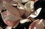 Magnolienblüte (Magnolia) - Osnabrück