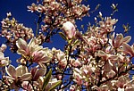 Magnolienblüte (Magnolia) - Osnabrück