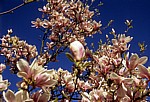 Magnolienblüten (Magnolia) - Osnabrück