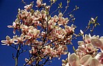 Magnolienblüten (Magnolia) - Osnabrück