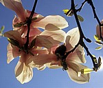 Magnolienblüten (Magnolia) - Osnabrück