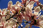 Magnolienblüten (Magnolia) - Osnabrück