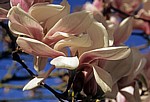 Magnolienblüten (Magnolia) - Osnabrück