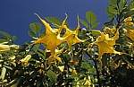 Jakobsweg (Caminho Português): Blüten Engelstrompete (Brugmansia) - Moreira da Maia