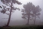 Jakobsweg (Camino Francés): Bäume im Morgennebel - Galicia