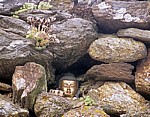 Jakobsweg (Camino Francés): Albergue y la bodeguiña de Mercadoiro – Buddha in einer Steinmauer - Mercadoiro