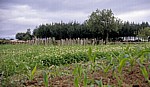 Jakobsweg (Camino Francés): Landwirtschaftliche Fläche - Mercadoiro