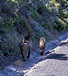 Bärenpaviane (Papio ursinus) - Cape of Good Hope Nature Reserve