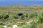 Afrikanische Sträuße (Struthio camelus) - Cape of Good Hope Nature Reserve