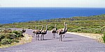Afrikanische Sträuße (Struthio camelus) - Cape of Good Hope Nature Reserve