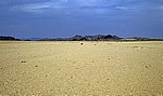 Welwitschia Drive - Namib