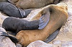 Südafrikanische Seebären (Arctocephalus pusillus) beim Säugen - Cape Cross