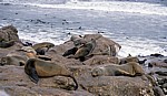 Robbenkolonie: Südafrikanische Seebären (Arctocephalus pusillus) - Cape Cross