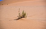 Gräser im Sand - Sossusvlei