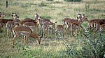 Impalas (Aepyceros melampus) - Kruger National Park