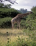 Kapgiraffe ( G. c. capensis camelopardalis giraffa) - Kruger National Park