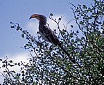 Südliche Gelbschnabeltoko (Tockus leucomelas) - Kruger National Park