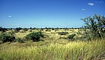 Steppenlandschaft - Kruger National Park