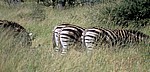 Steppenzebras (Equus quagga): Hinterteile  - Kruger National Park