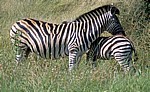 Steppenzebra (Equus quagga) mit Fohlen - Kruger National Park