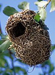 Nest eines Webervogels (Ploceidae) - Kruger National Park