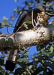 Grauer Lärmvogel (Corythaixoides concolor) - Kruger National Park