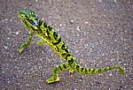 Chamäleons (Chamaeleonidae) - Kruger National Park
