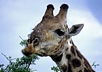 Kapgiraffe ( G. c. capensis camelopardalis giraffa): Kopf - Kruger National Park