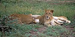 Löwinnen (Panthera leo)  - Kruger National Park