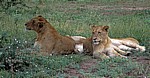Löwinnen (Panthera leo) - Kruger National Park