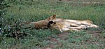 Schlafende Löwinnen (Panthera leo) - Kruger National Park