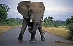 Afrikanischer Elefant (Loxodonta africana) auf der Straße - Kruger National Park