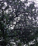 Leberwurstbaum (Kigelia africana): Früchte  - Kruger National Park