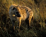 Tüpfelhyäne (Crocuta crocuta) - Kruger National Park