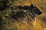 Tüpfelhyänen (Crocuta crocuta) - Kruger National Park