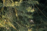 Seidenspinne (Nephila maculata, Golden Orb) in ihrem goldenen Spinnennetz - Kruger National Park