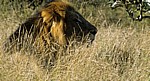 Löwe (Panthera leo) - Kruger National Park