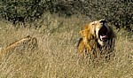 Löwen (Panthera leo) - Kruger National Park