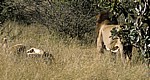 Löwen (Panthera leo) bei der Paarung - Kruger National Park