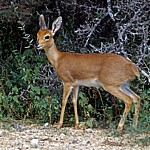 Steinböckchen (Raphicerus campestris)  - Kruger National Park