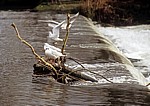 River Wye: Lachmöwen (Larus ridibundus) auf einem Wehr - Bakewell