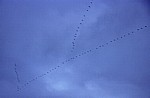 Vogelmigration: Zugformation Grauer Kraniche (Grus grus) - Osnabrück