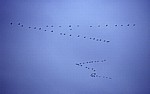Vogelmigration: Zugformation Grauer Kraniche (Grus grus) - Osnabrück