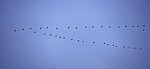 Vogelmigration: Zugformation Grauer Kraniche (Grus grus) - Osnabrück
