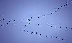 Vogelmigration: Zugformation Grauer Kraniche (Grus grus) - Osnabrück