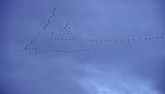 Vogelmigration: Zugformation Grauer Kraniche (Grus grus) - Osnabrück