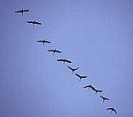 Vogelmigration: Zugformation Grauer Kraniche (Grus grus) - Osnabrück