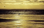 Seevögel an der Kunstinstallation: Another Place (Antony Gormley) - Crosby